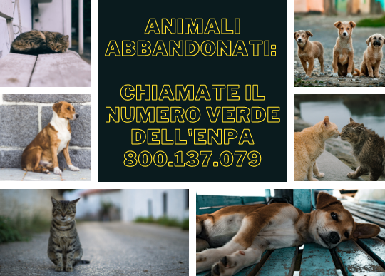 numero verde enpa animali abbandonati.png